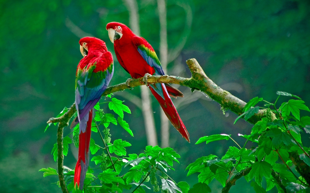 free wallpaper for desktop of couple parrot